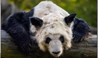 大熊猫“丫丫”启程回国 大熊猫“丫丫”启程回国