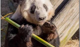 大熊猫“丫丫”启程回国 大熊猫“丫丫”启程回国