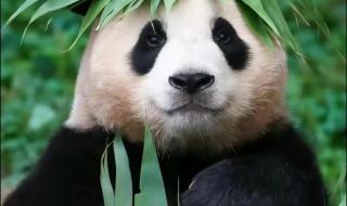 大熊猫花花为什么这么火