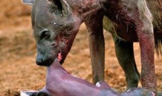 大象怀孕多久才会生出来 大象怀孕多久才会生出来