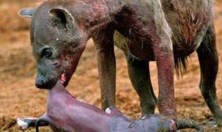 大象怀孕多久才会生出来 大象怀孕多久才会生出来