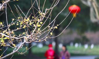 暗香浮动是什么生肖 暗香浮动是什么生肖