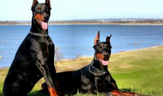 大型宠物狗品种图片大全 大型宠物狗品种图片大全