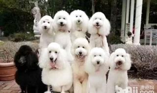 大型宠物狗品种图片大全 大型宠物狗品种图片大全