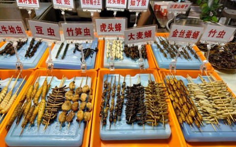 昆虫美食节试吃(昆虫类美食)