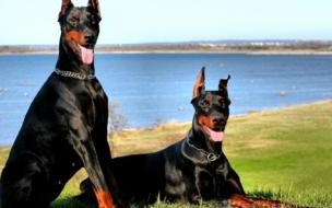 大型的宠物犬有哪些 大型宠物狗品种图片大全