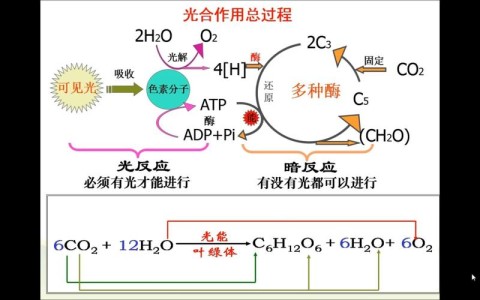 光合作用原理(光合作用原理的应用)