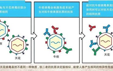 疫苗工作原理(疫苗工作原理是什么)