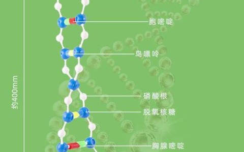 DNA双螺旋结构(dna双螺旋结构的特点是什么)