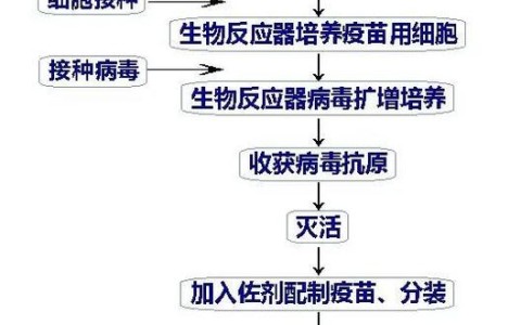 疫苗研发流程(疫苗研发流程图)