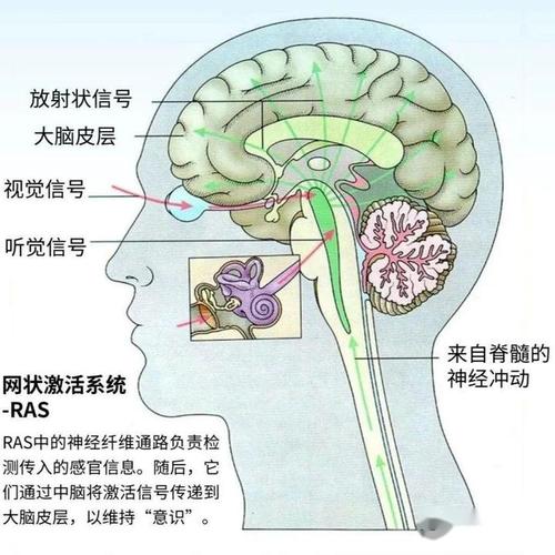 决策脑科学(决策脑科学 下载)