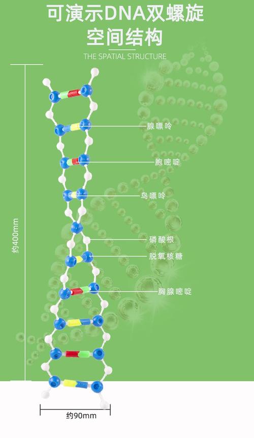 DNA双螺旋结构(dna双螺旋结构的特点是什么)