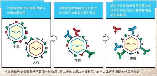 疫苗工作原理(疫苗工作原理是什么)