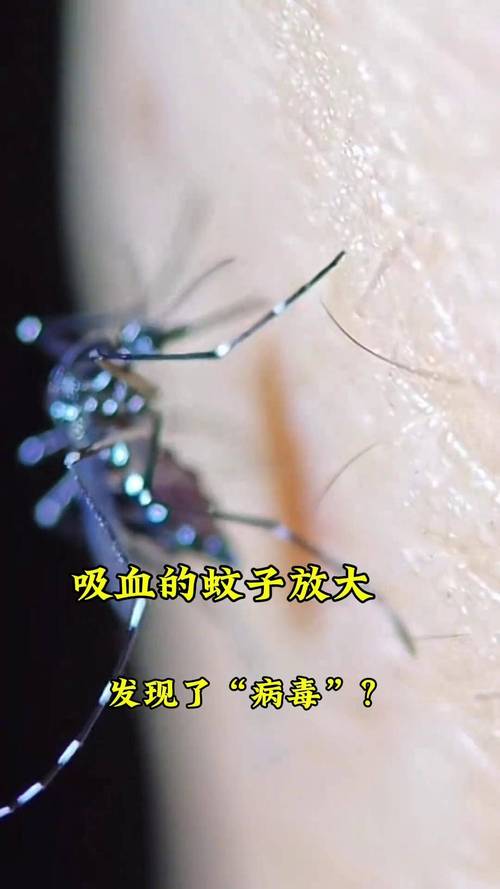 蚊子偏爱血型的对照（蚊子偏爱哪种血型）