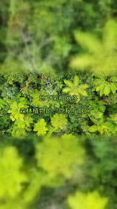 真菌网络的地下互联网(地下真菌图片)