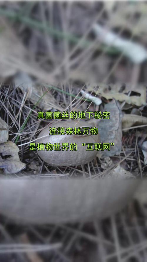 真菌网络的地下互联网(地下真菌图片)