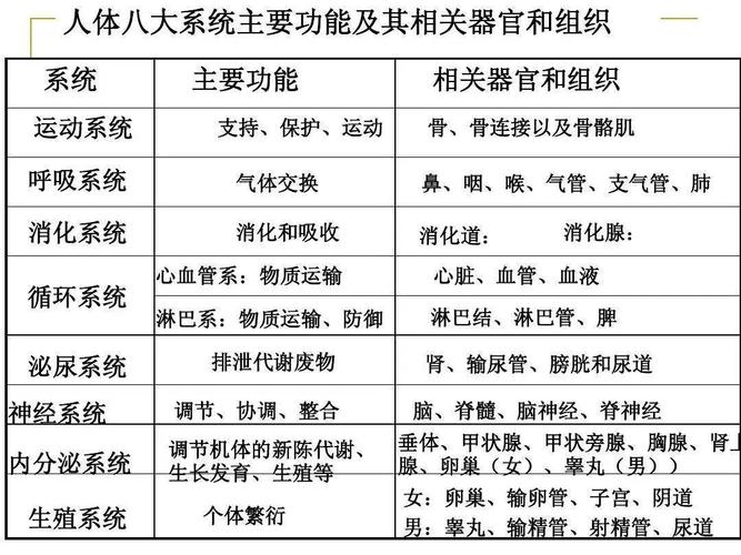 人体八大系统(人体八大系统和九大系统的区别)