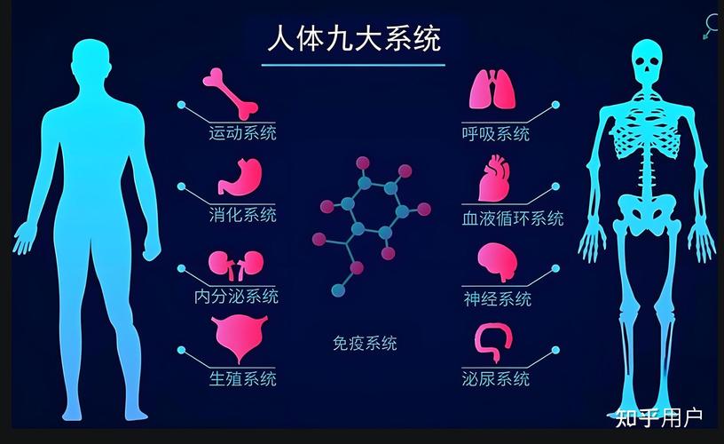 人体八大系统(人体八大系统和九大系统的区别)