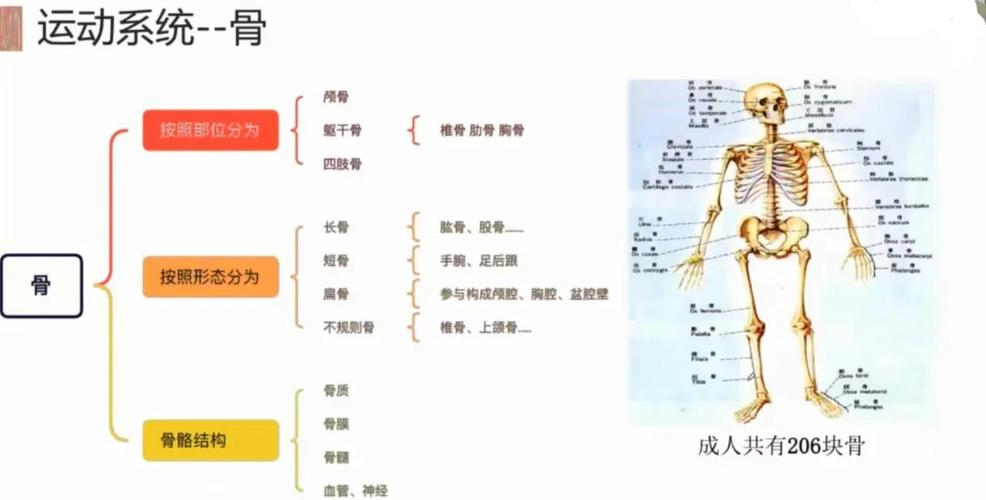 人体八大系统(人体八大系统和九大系统的区别)