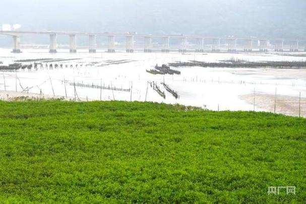 红树林保护争议(红树林是否划入生态保护红线)